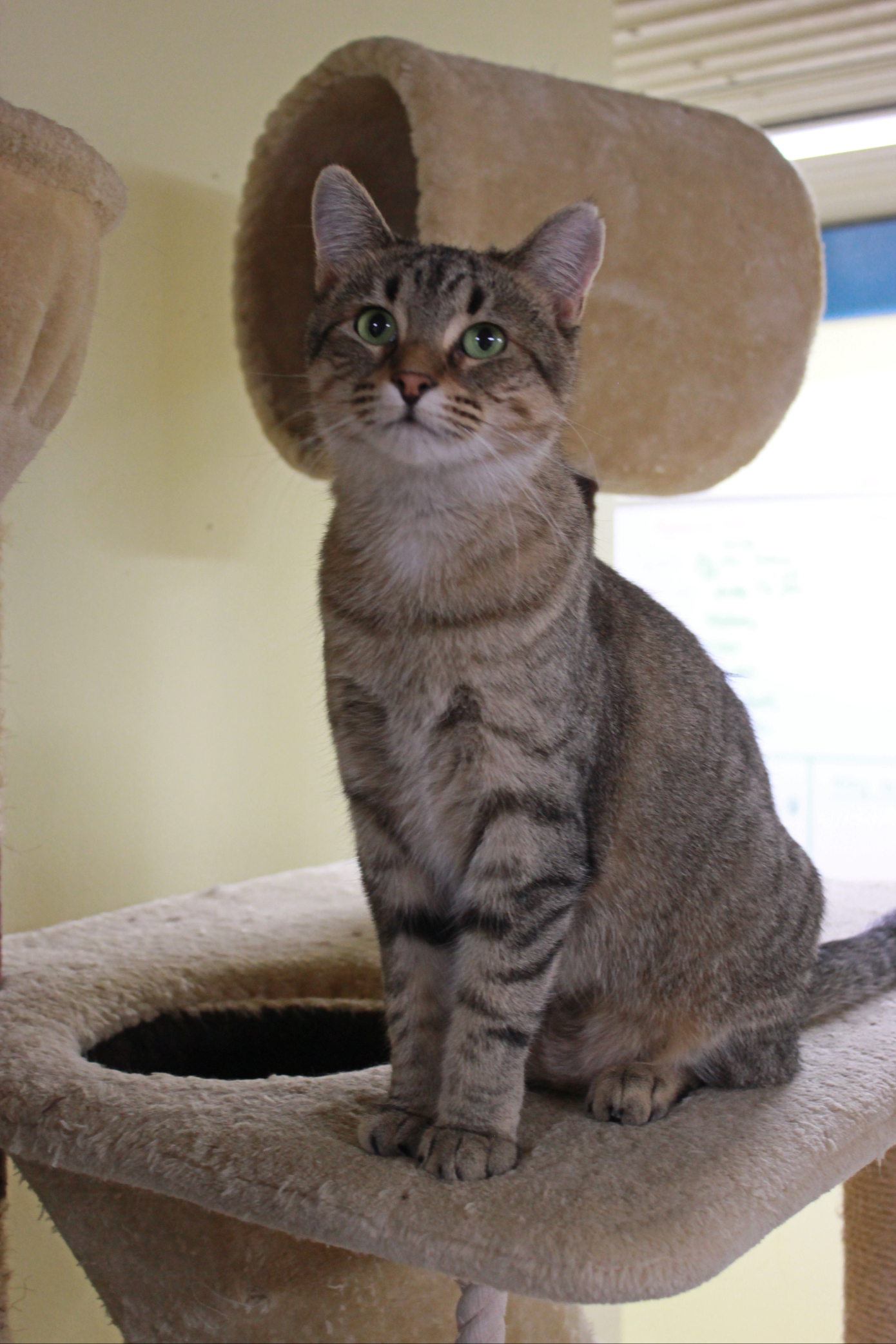 Tina, an adoptable Domestic Short Hair, Tabby in New Richmond, WI, 54017 | Photo Image 3