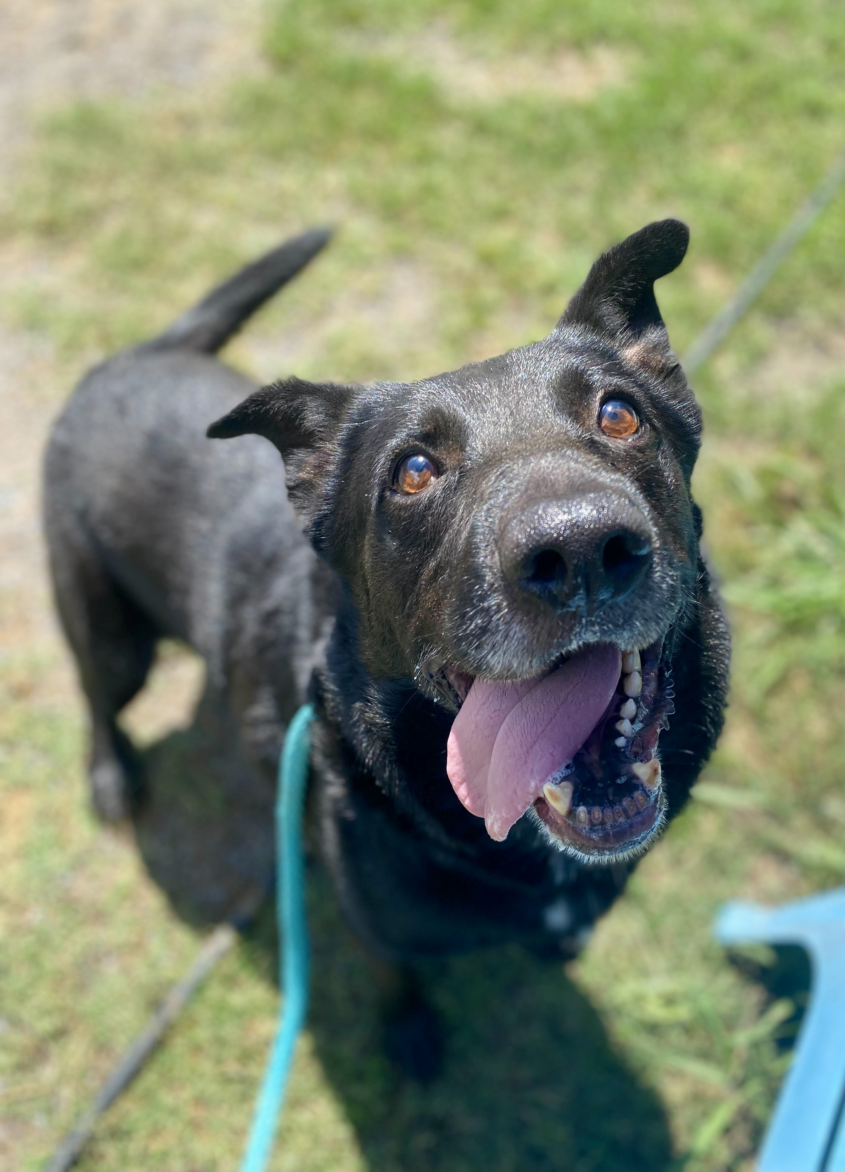 Rocky, an adoptable German Shepherd Dog in Georgetown, TN, 37336 | Photo Image 2