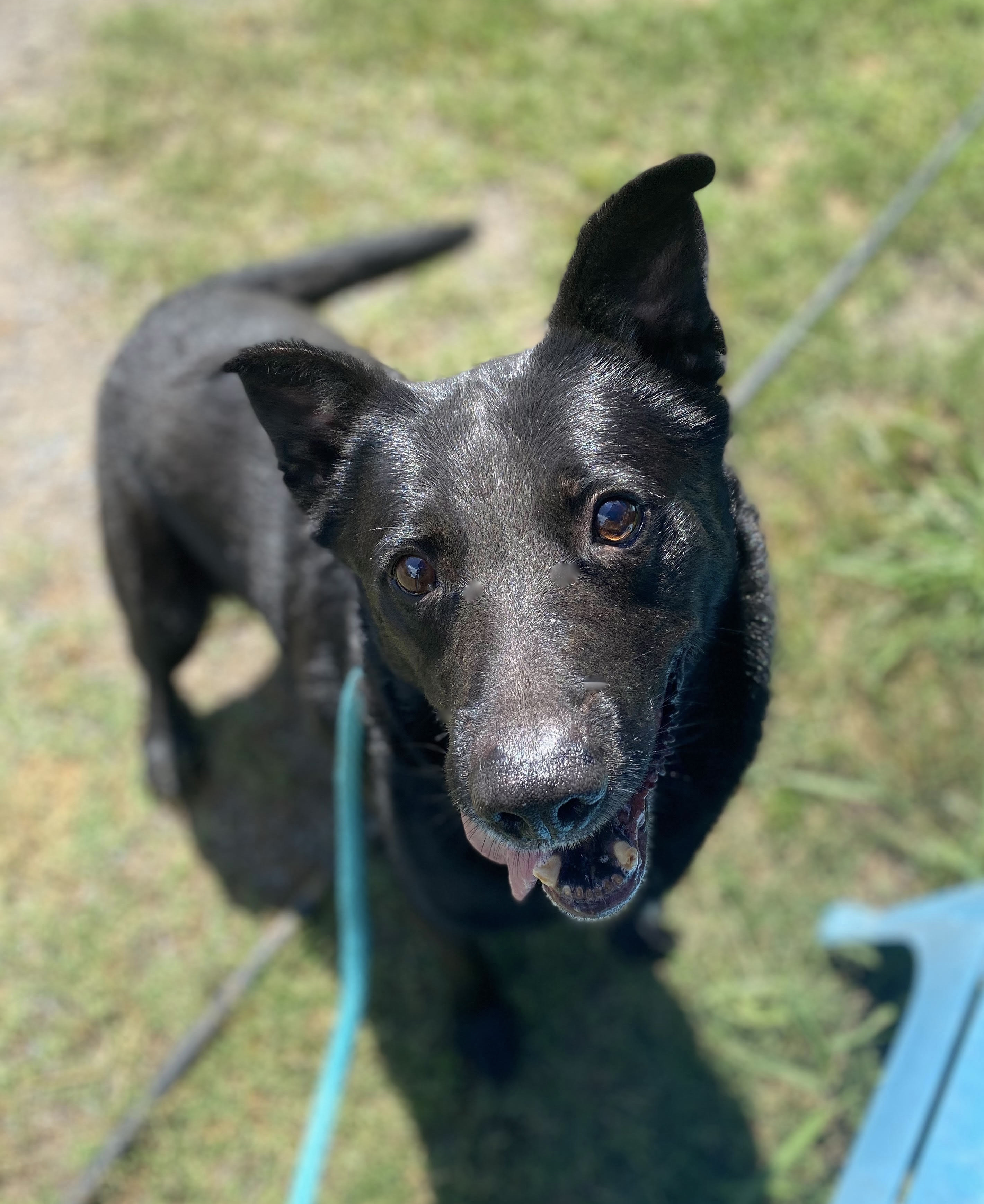 Rocky, an adoptable German Shepherd Dog in Georgetown, TN, 37336 | Photo Image 1