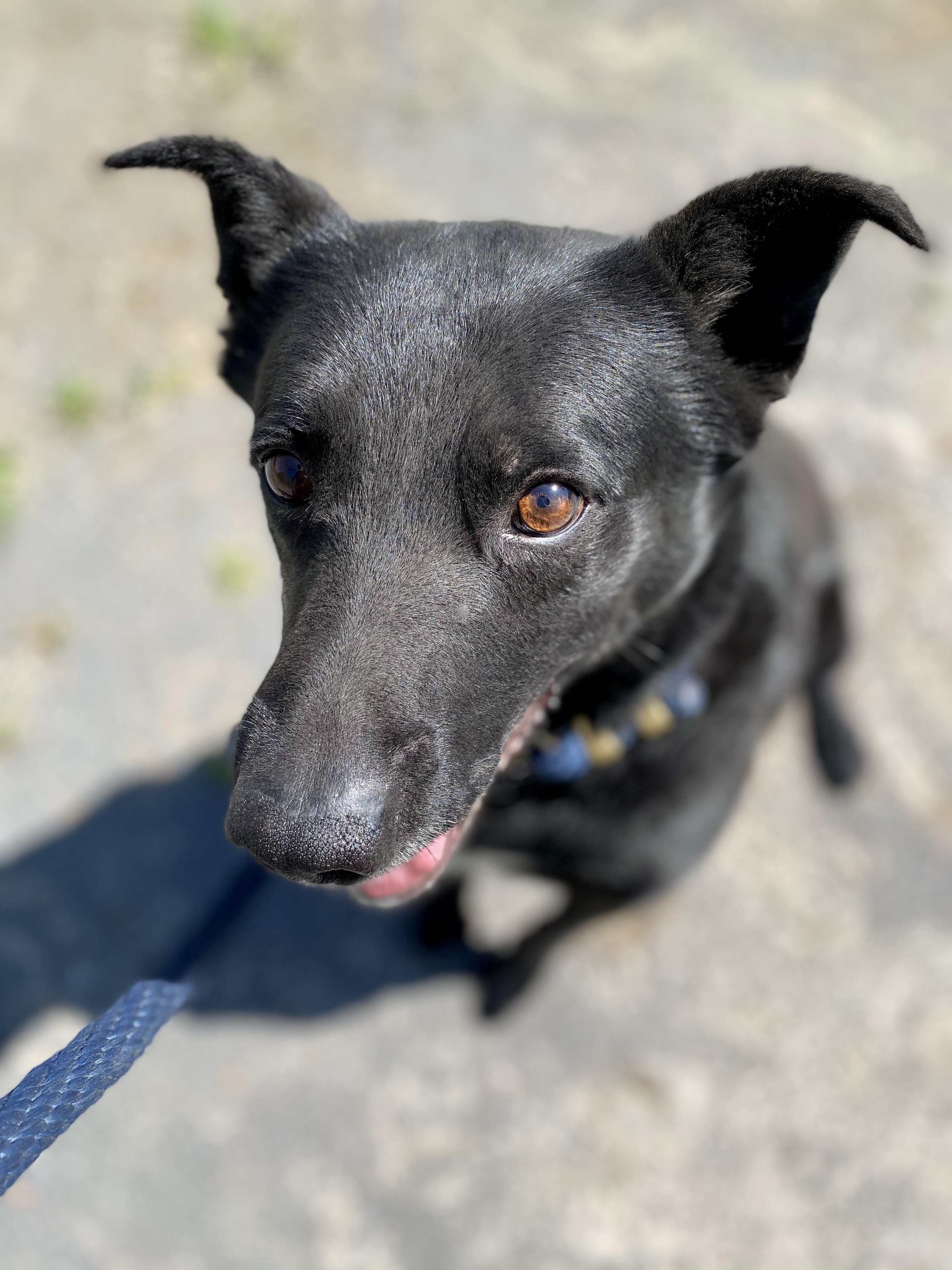 Rocky, an adoptable German Shepherd Dog in Georgetown, TN, 37336 | Photo Image 3