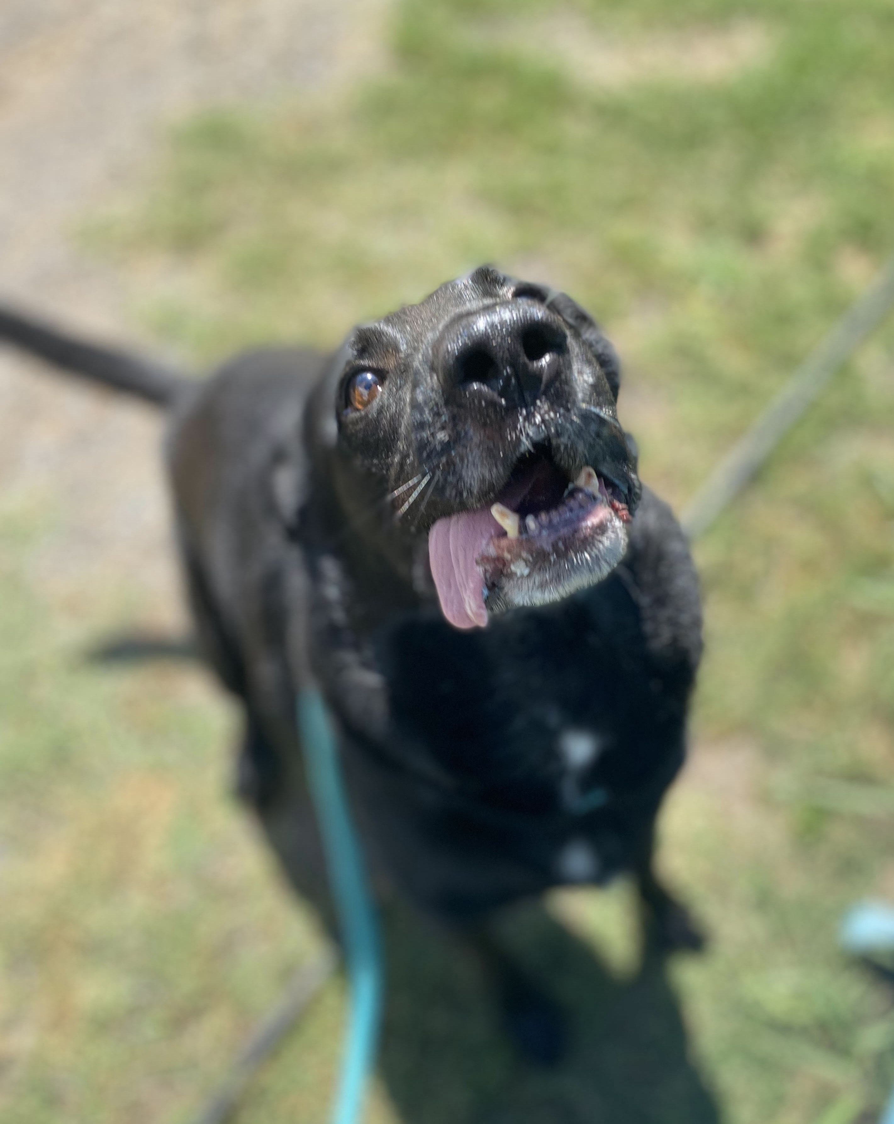 Rocky, an adoptable German Shepherd Dog in Georgetown, TN, 37336 | Photo Image 4
