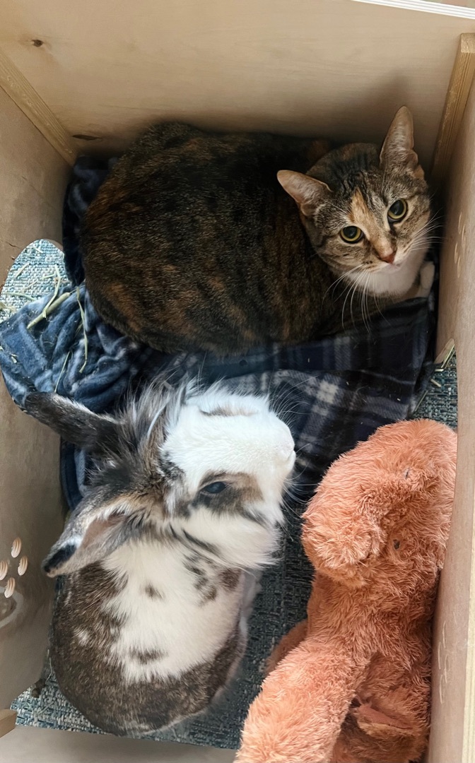 Celes, an adoptable Tabby, Calico in Avondale Estates, GA, 30002 | Photo Image 4