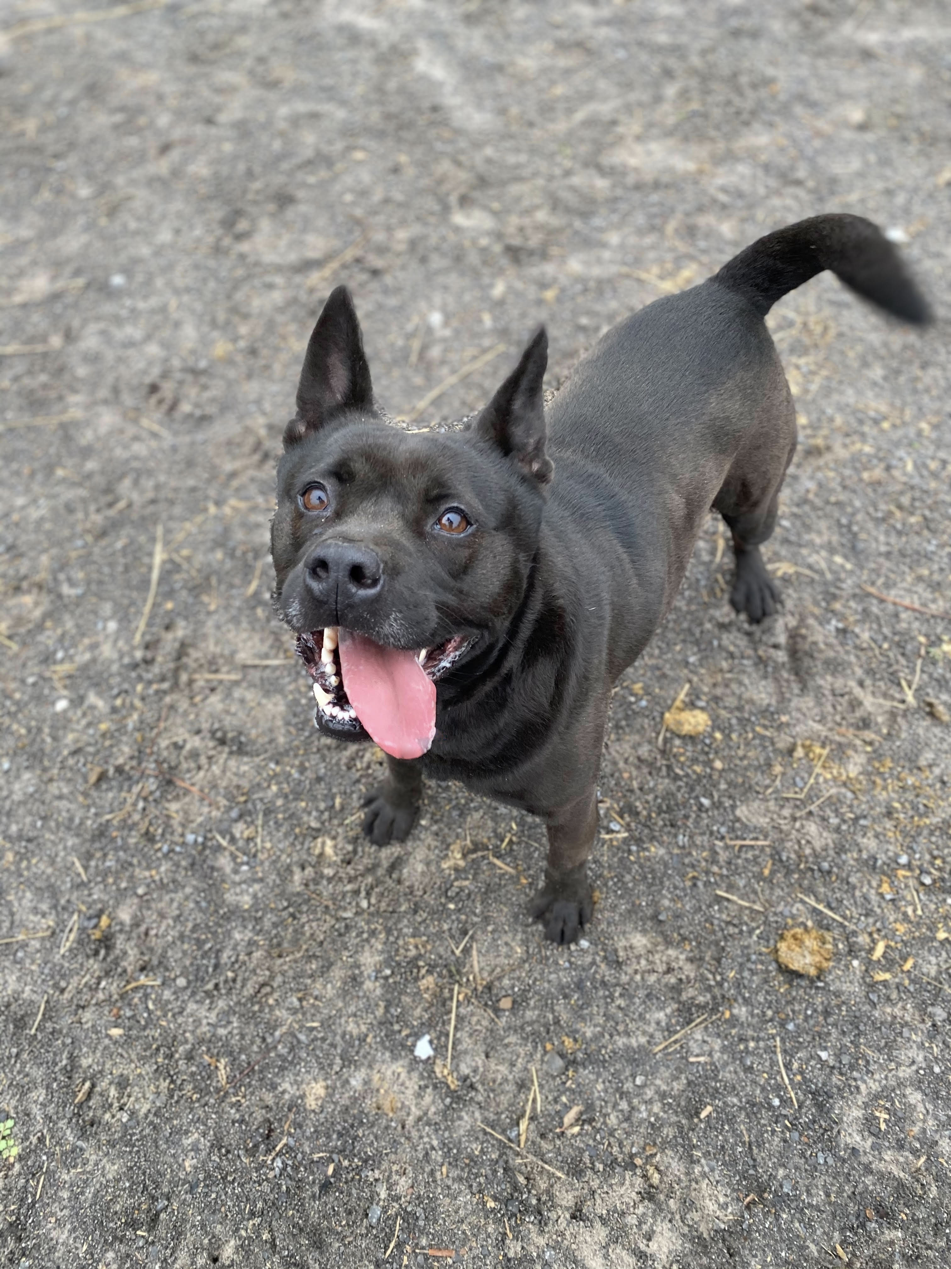 Tyson, an adoptable Spitz, Terrier in Georgetown, TN, 37336 | Photo Image 2