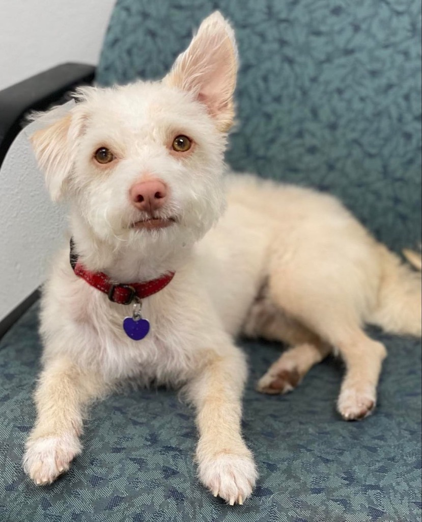 Lucas, an adoptable Terrier in Lake Forest, CA, 92630 | Photo Image 1