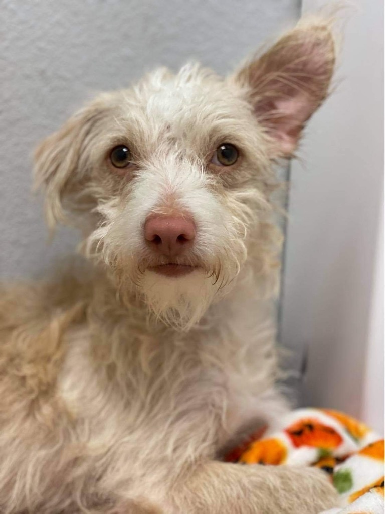 Lucas, an adoptable Terrier in Lake Forest, CA, 92630 | Photo Image 2