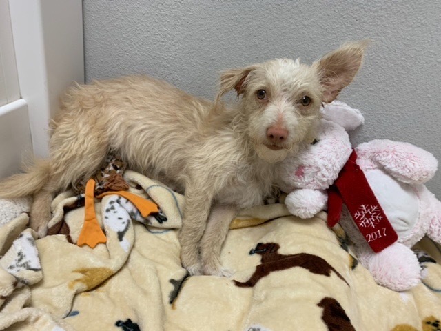 Lucas, an adoptable Terrier in Lake Forest, CA, 92630 | Photo Image 3