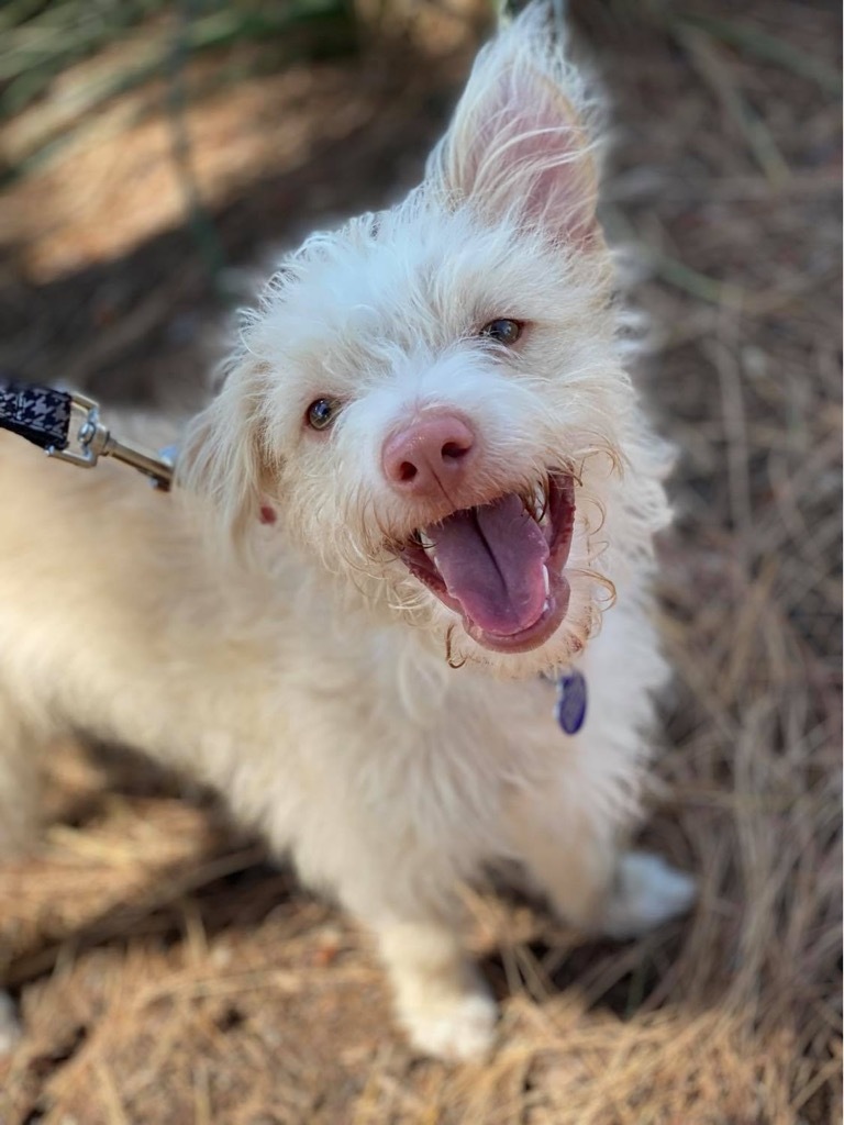 Lucas, an adoptable Terrier in Lake Forest, CA, 92630 | Photo Image 4