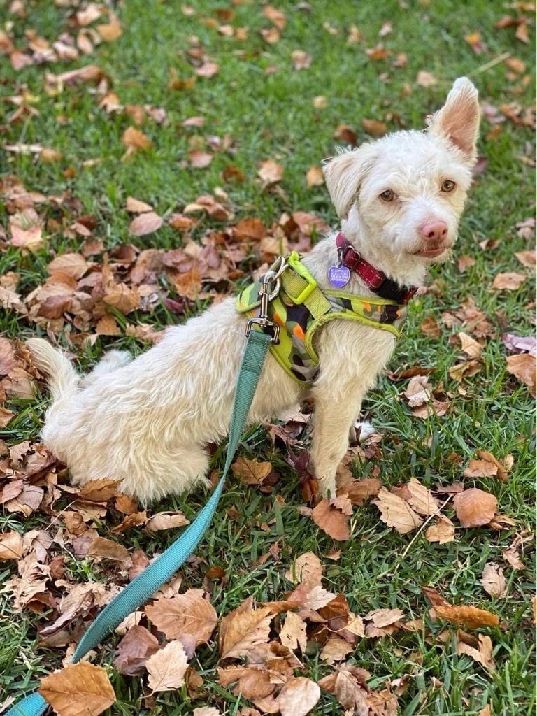 Lucas, an adoptable Terrier in Lake Forest, CA, 92630 | Photo Image 5