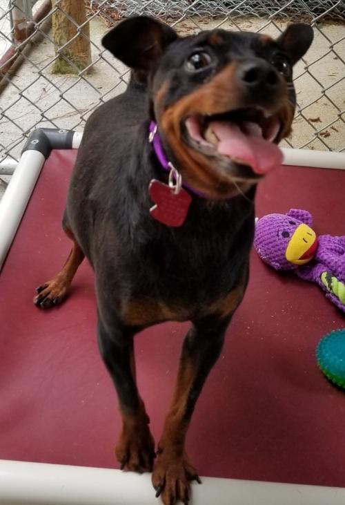 Dog For Adoption Kieran A Miniature Pinscher In Ellijay Ga Petfinder