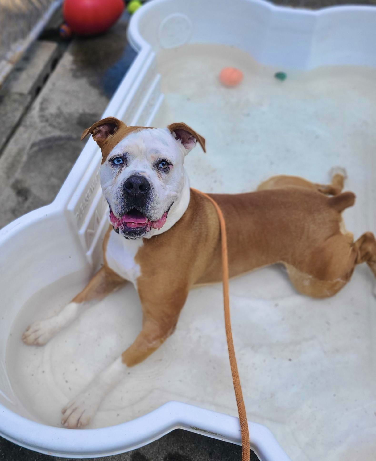 Violet Beauregarde Lonestar, an adoptable Boxer in Rockaway, NJ, 07866 | Photo Image 1