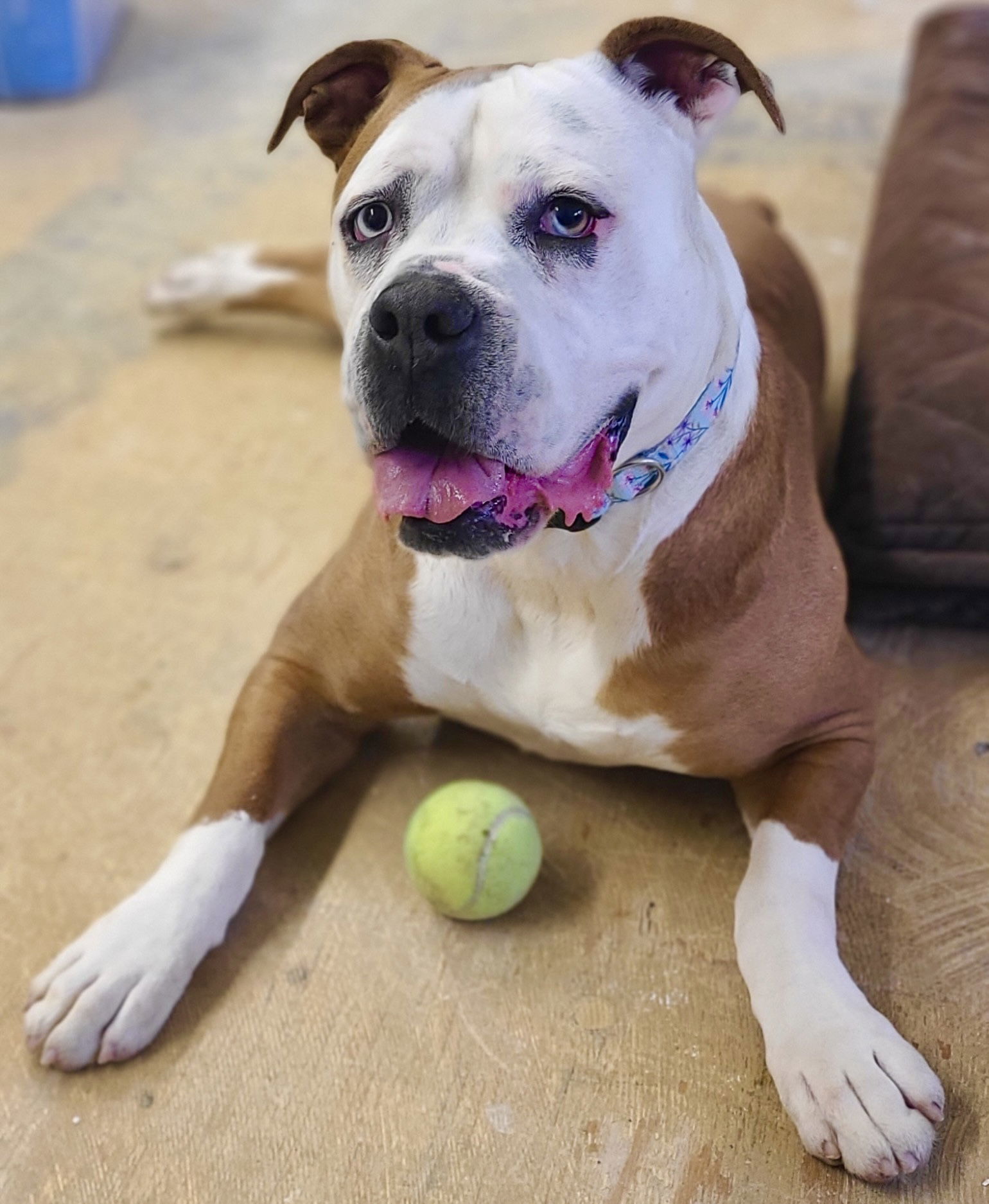 Violet Beauregarde Lonestar, an adoptable Boxer in Rockaway, NJ, 07866 | Photo Image 2