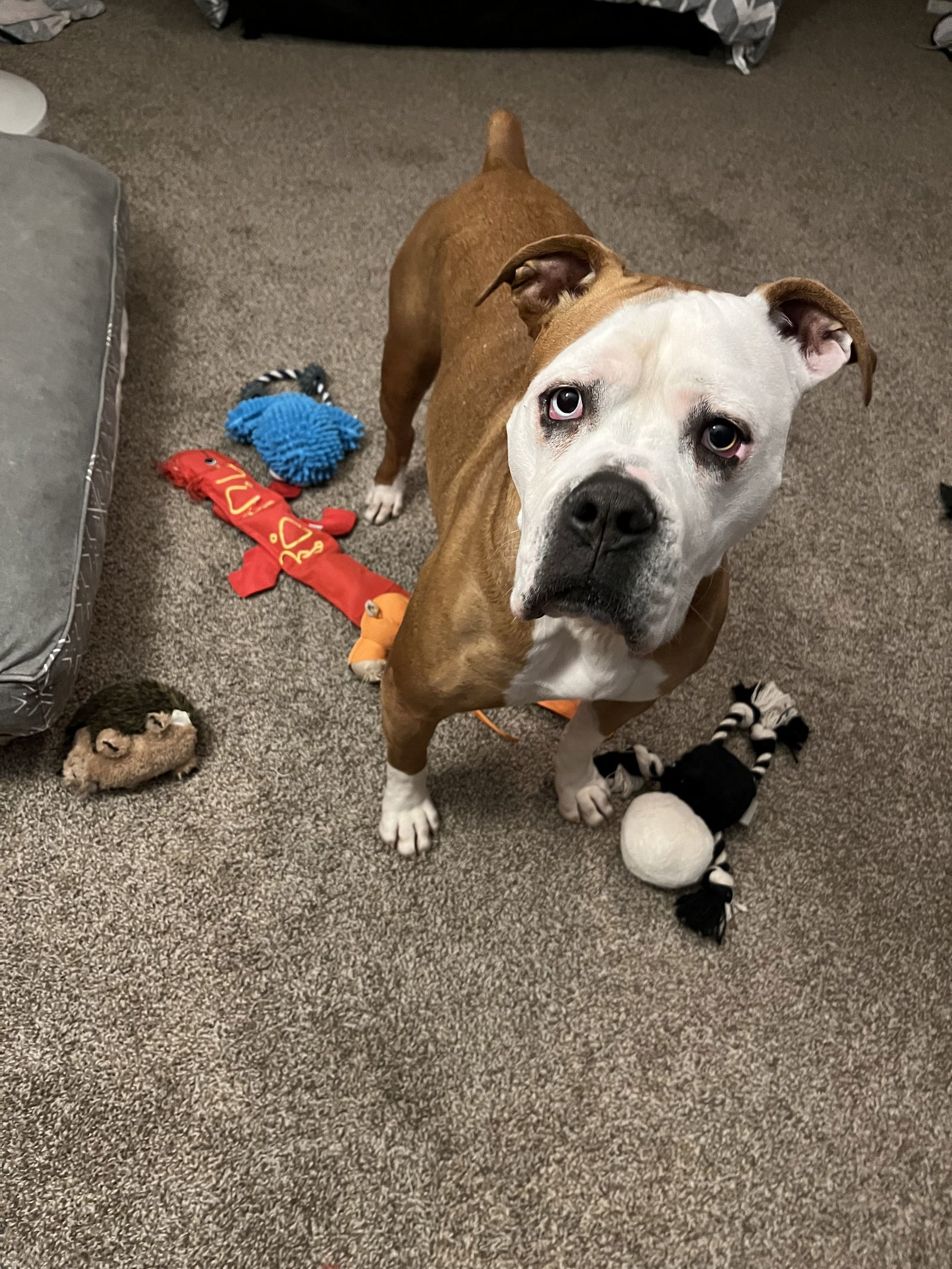 Violet Beauregarde Lonestar, an adoptable Boxer in Rockaway, NJ, 07866 | Photo Image 3