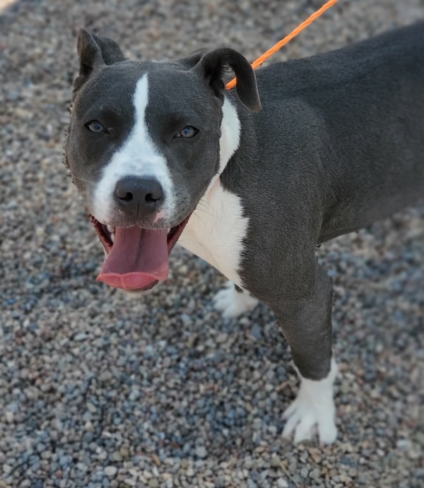 Dog For Adoption Venus A Pit Bull Terrier Mix In Rio Rancho Nm Petfinder