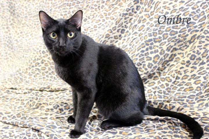 OMBRE, an adopted Domestic Short Hair in Tyler, TX_image-4