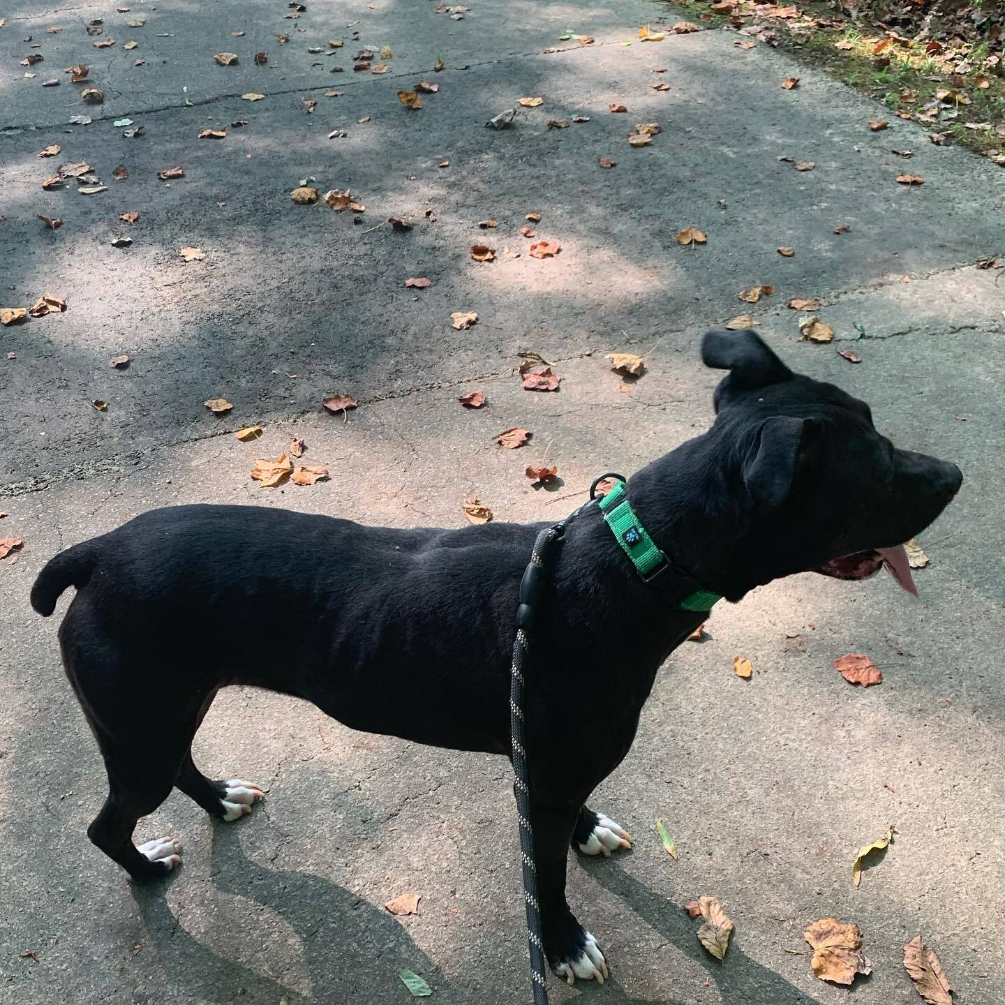 Lilo (pronounced Lee-lo), an adoptable American Staffordshire Terrier, Black Labrador Retriever in Sanford, NC, 27331 | Photo Image 5