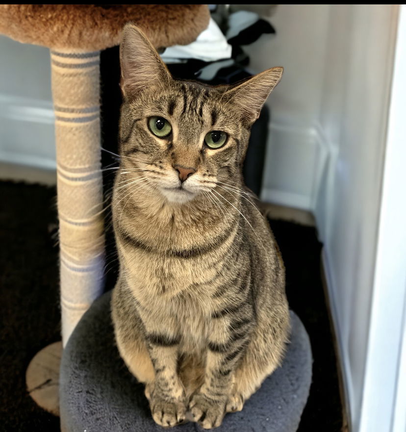 Savvi, an adoptable Domestic Short Hair in Margate, FL, 33068 | Photo Image 1