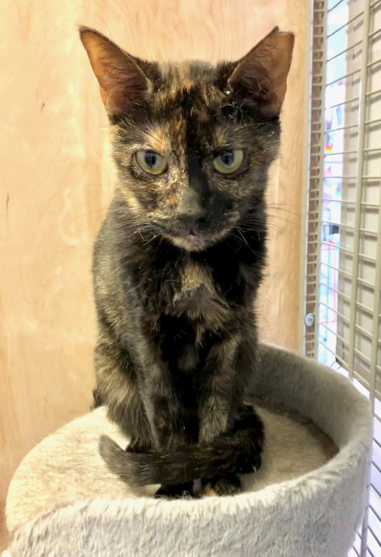 Beth, an adoptable Domestic Short Hair in Margate, FL, 33068 | Photo Image 1