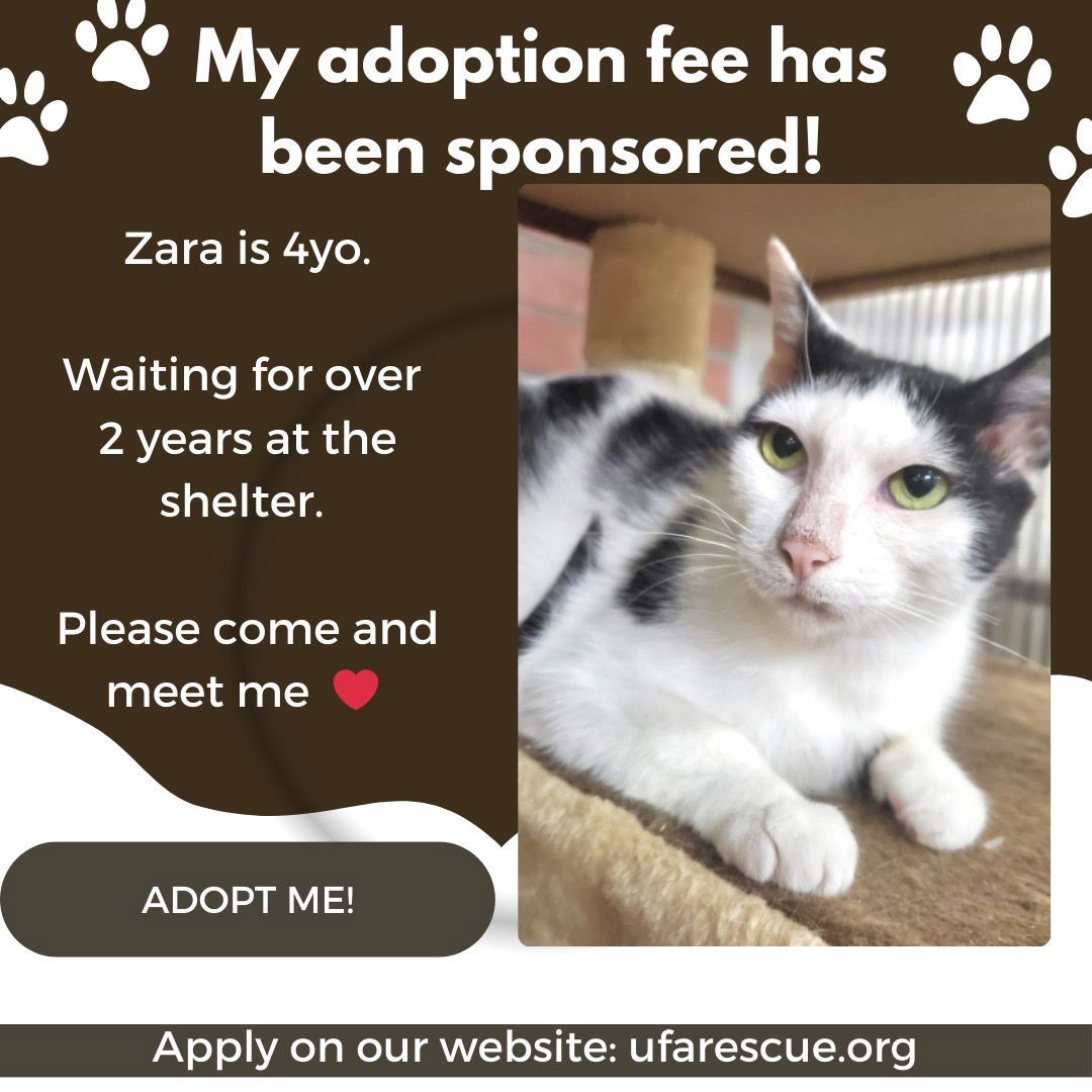 Zara, an adoptable Domestic Short Hair in Margate, FL, 33068 | Photo Image 1