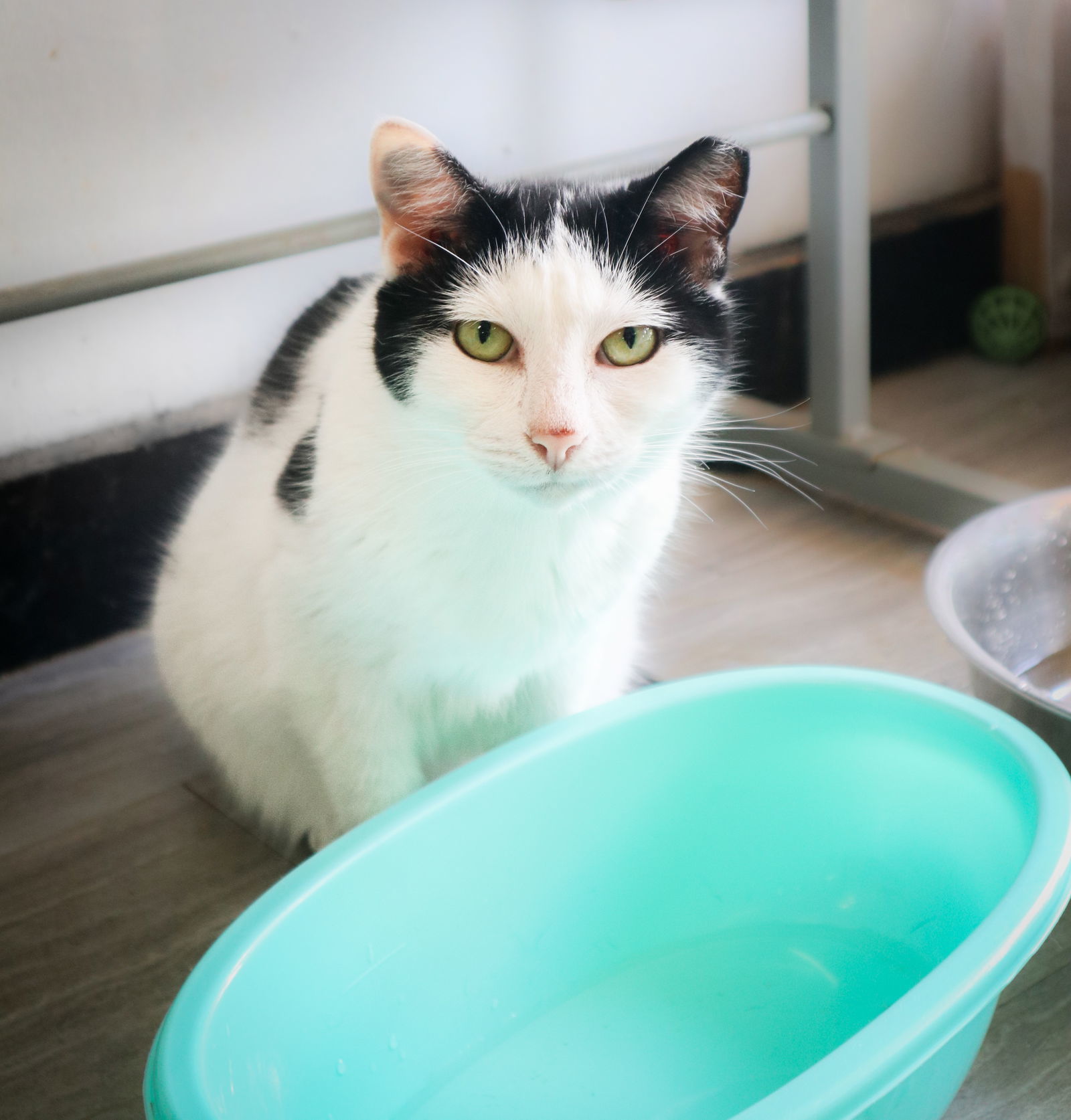 Zara, an adoptable Domestic Short Hair in Margate, FL, 33068 | Photo Image 5