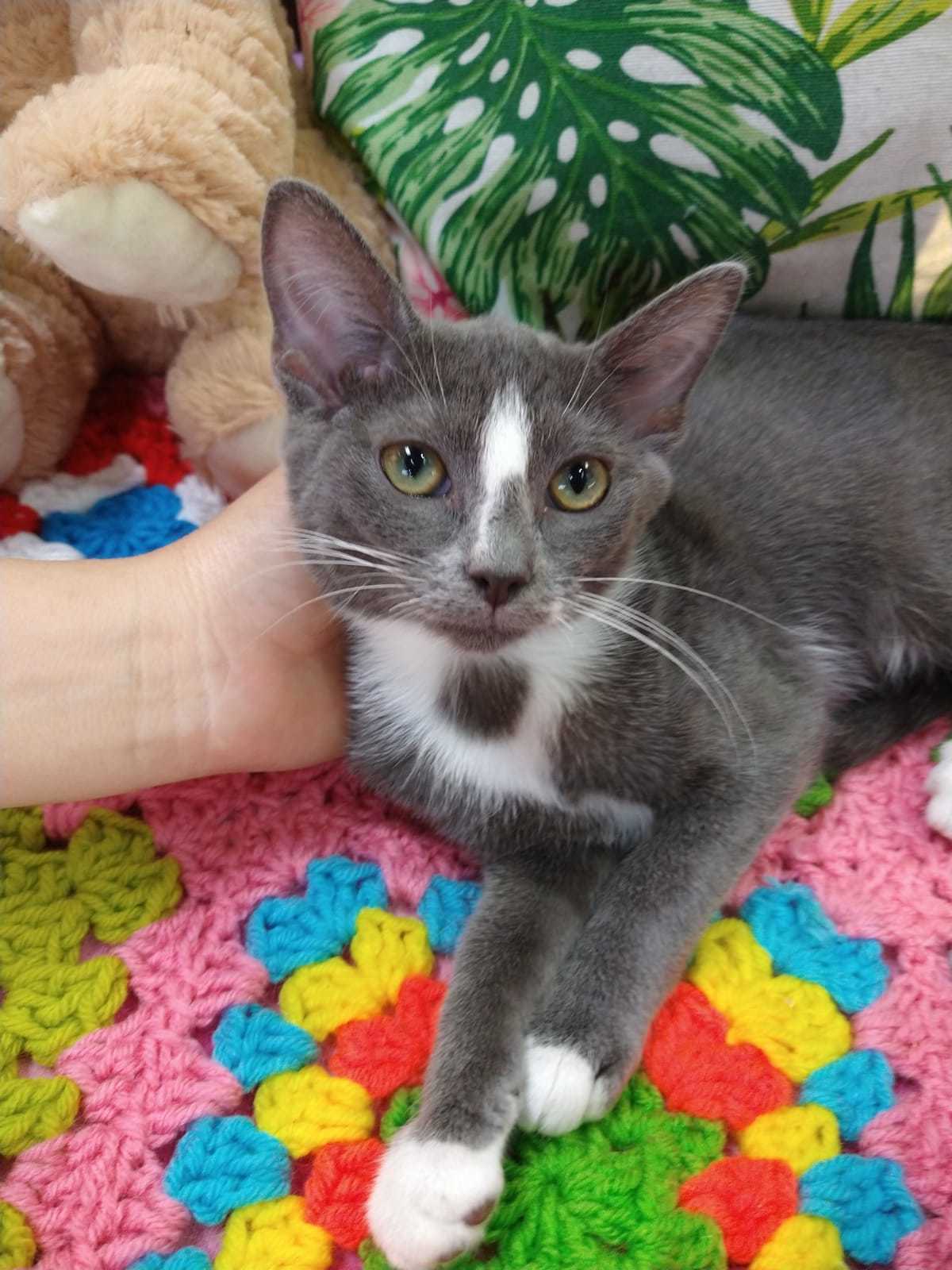 Anette, an adoptable Domestic Short Hair in Margate, FL, 33068 | Photo Image 1