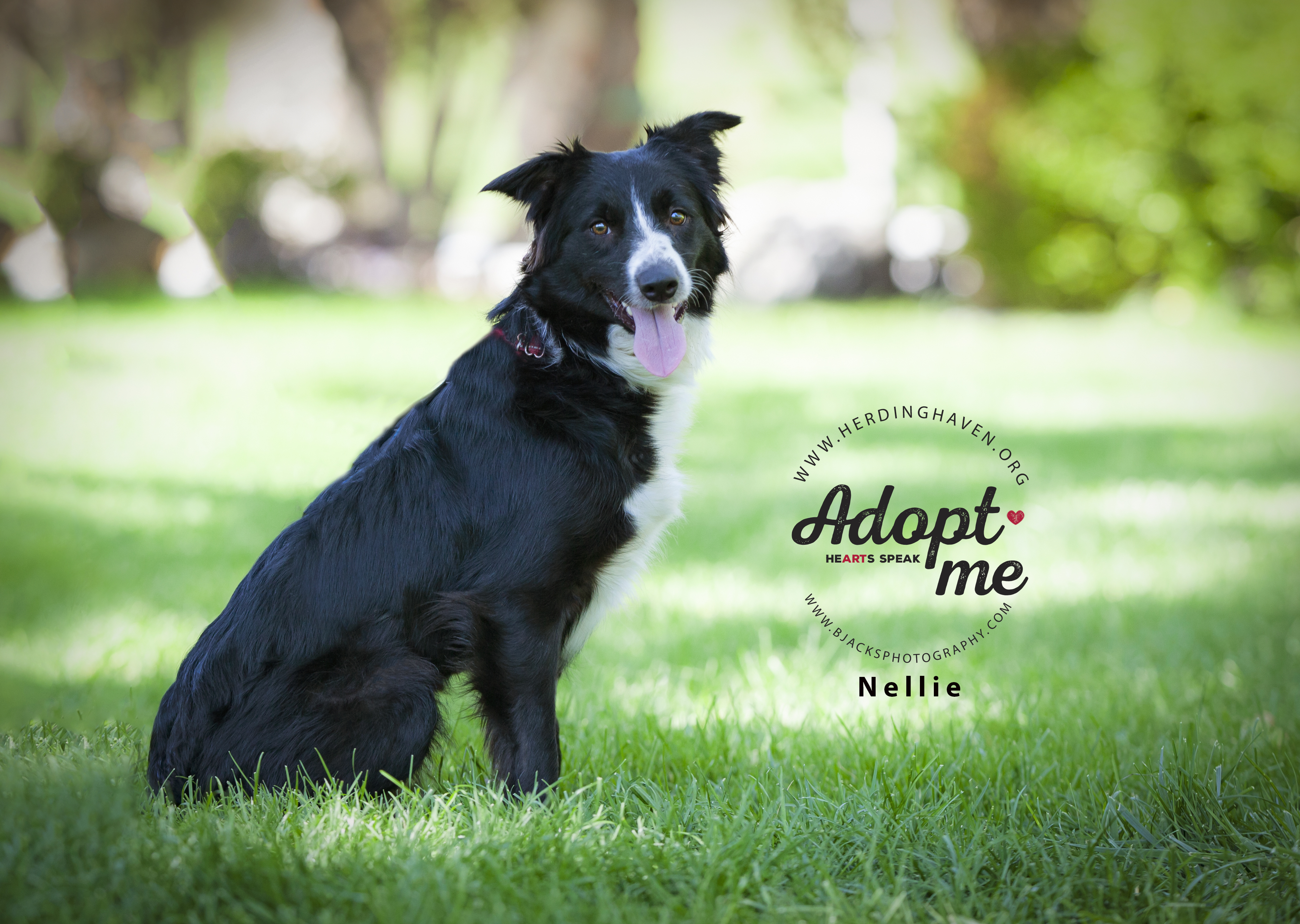 Nellie, an adoptable Border Collie, Australian Shepherd in Salt Lake City, UT, 84108 | Photo Image 1