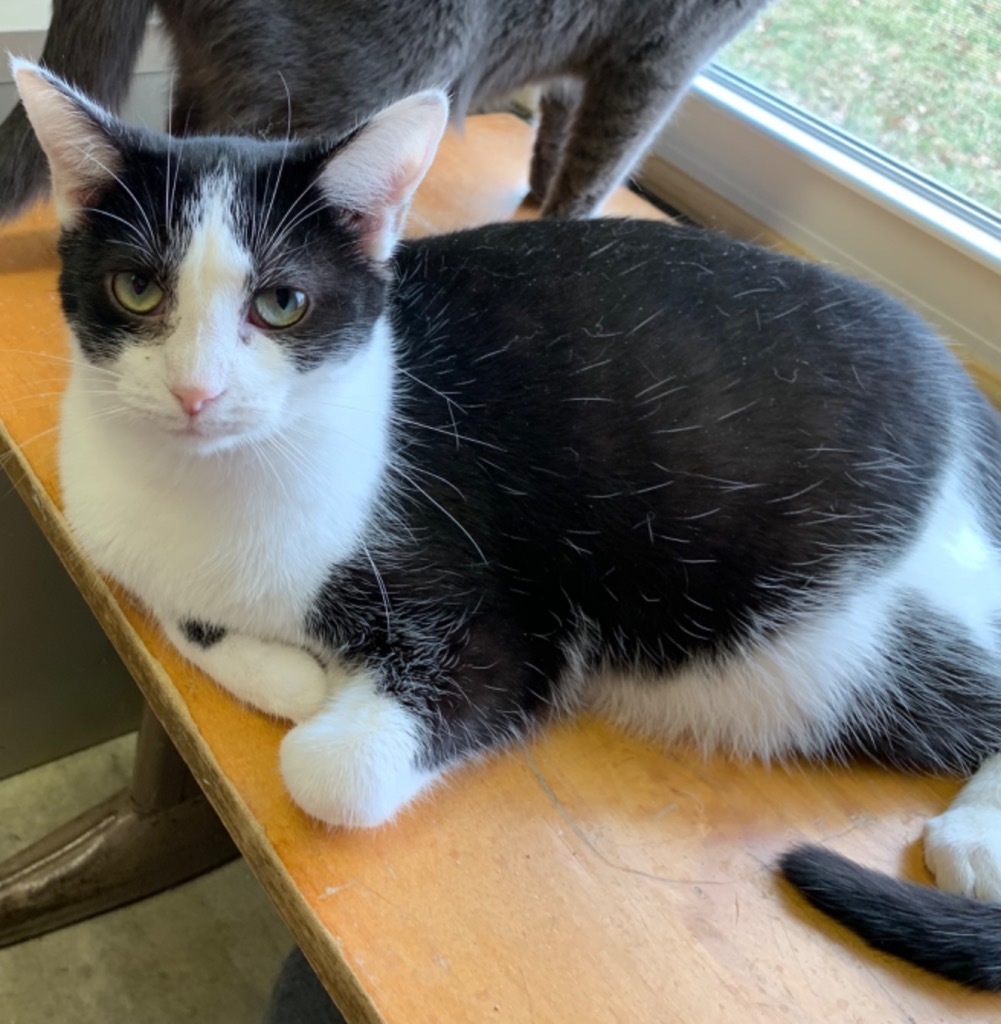 Cher, an adoptable Domestic Short Hair in Portland, IN, 47371 | Photo Image 1