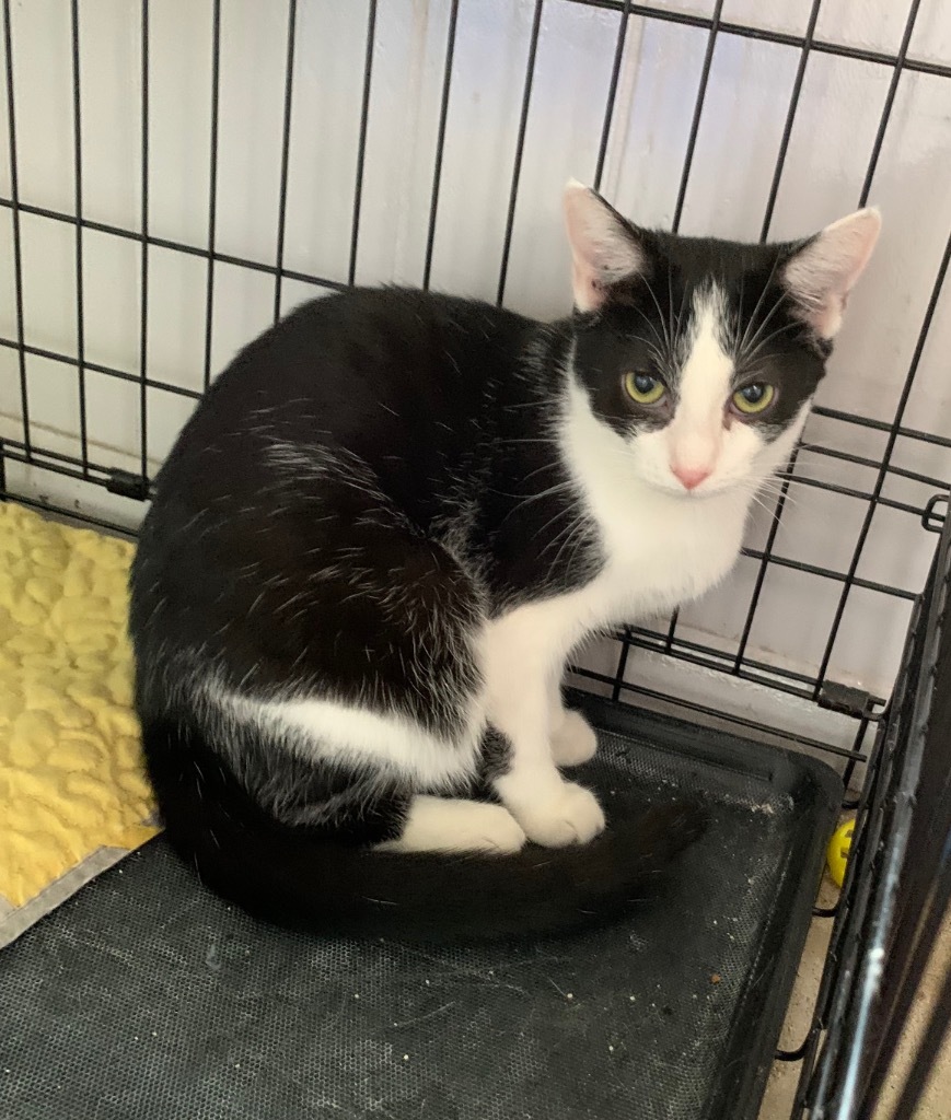 Cher, an adoptable Domestic Short Hair in Portland, IN, 47371 | Photo Image 2