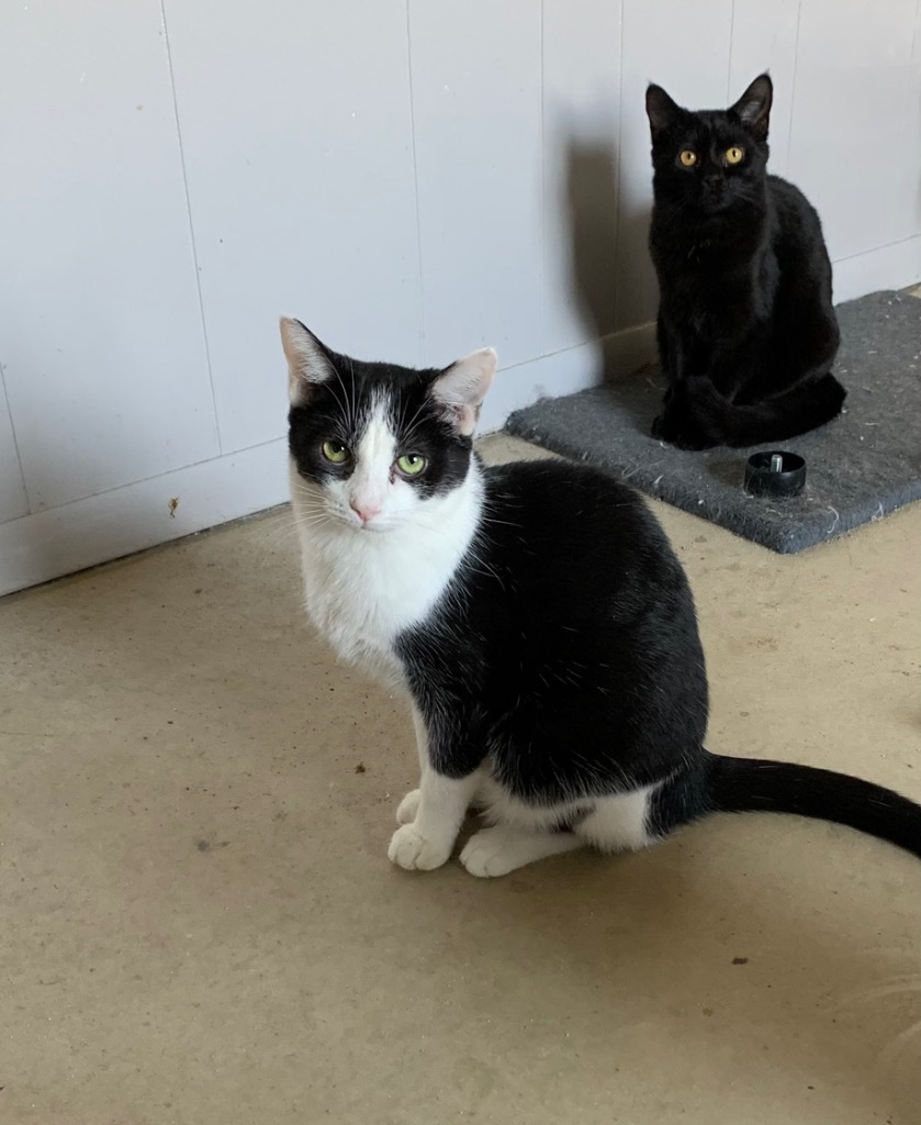 Cher, an adoptable Domestic Short Hair in Portland, IN, 47371 | Photo Image 3