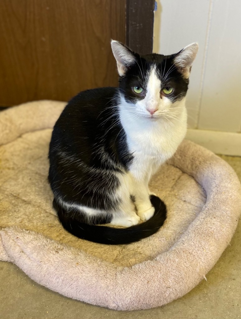 Cher, an adoptable Domestic Short Hair in Portland, IN, 47371 | Photo Image 3