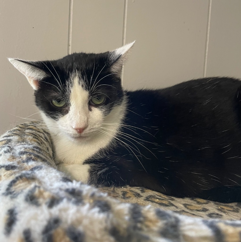 Cher, an adoptable Domestic Short Hair in Portland, IN, 47371 | Photo Image 4
