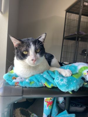 Cats For Adoption Near Provo Ut Petfinder