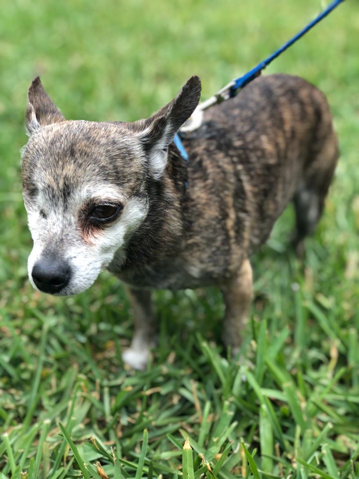 Pip Squeak, an adoptable Chihuahua & Dachshund Mix in Davie, FL_image-1