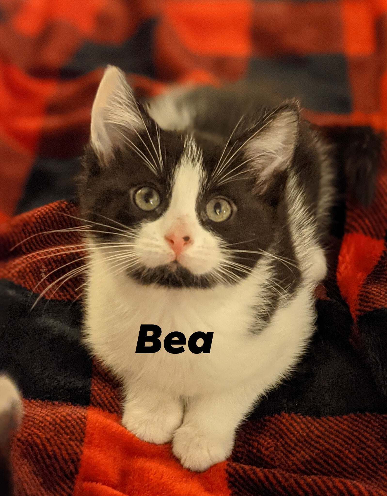 Bea And Betty Ts Fostered In New England detail page