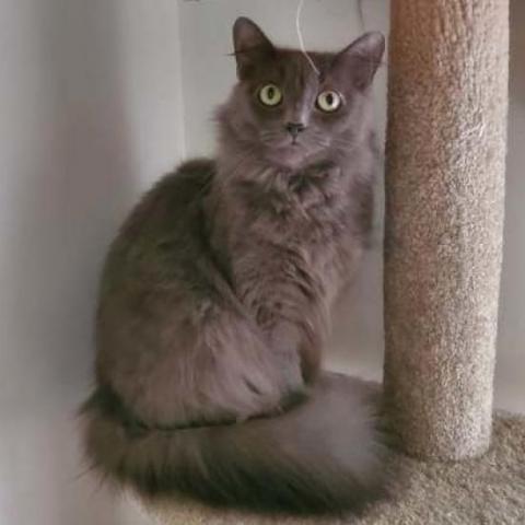 River, an adoptable Domestic Long Hair in Wichita, KS, 67278 | Photo Image 1