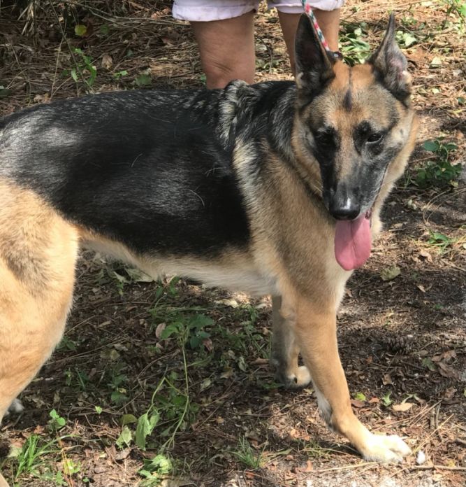 Dog for adoption - Rain, a German Shepherd Dog in Fort Pierce, FL |  Petfinder