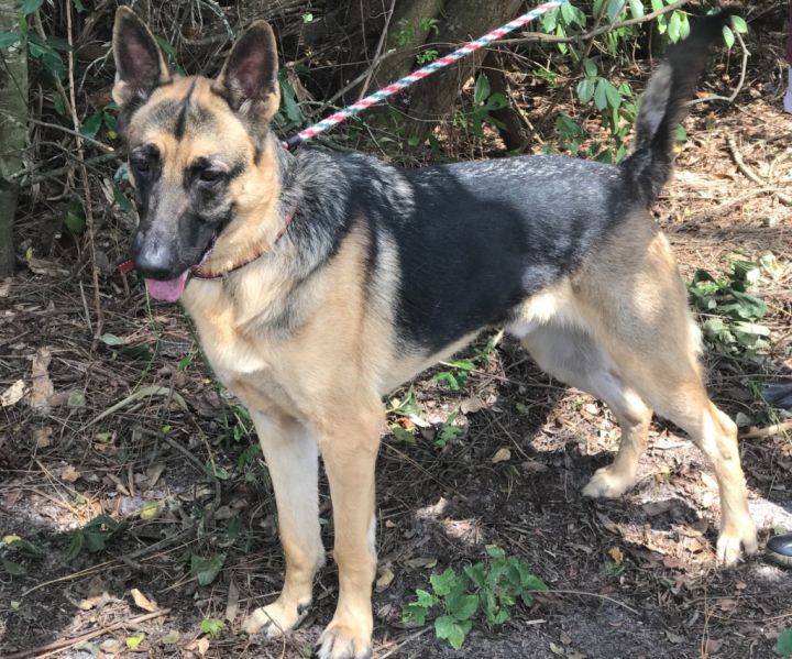 2 year old deals female german shepherd