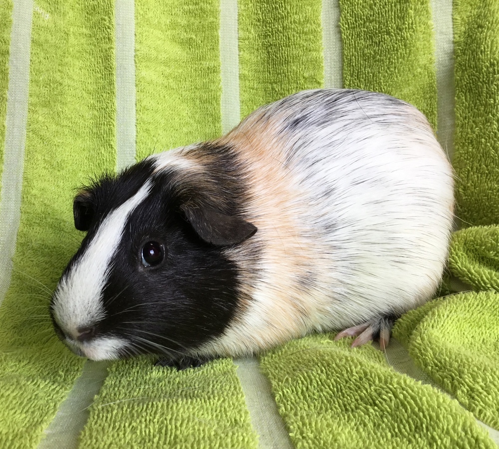 Guinea Pig for adoption - Elizza, a Guinea Pig in San Diego, CA | Petfinder