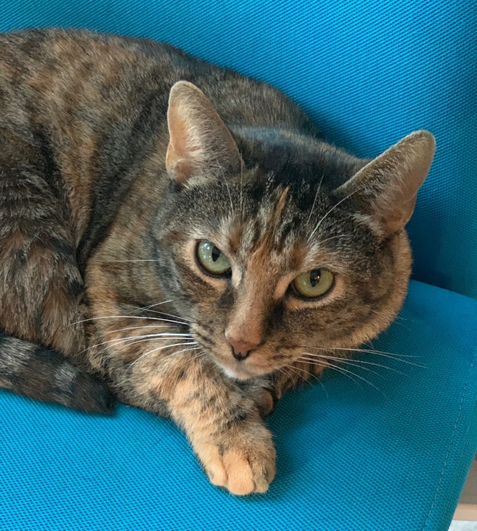 Tiger, an adoptable Torbie, Bengal in Parker, TX, 75002 | Photo Image 1