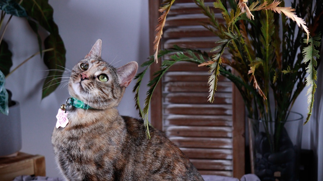 Tiger, an adoptable Torbie, Bengal in Parker, TX, 75002 | Photo Image 3