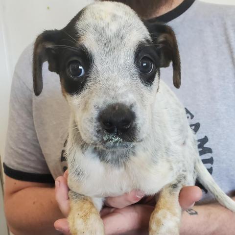 Rottweiler Puppies Rescue Colorado