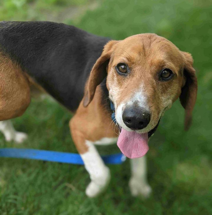 Dog For Adoption Finn A Beagle Mix In Danbury Ct Petfinder