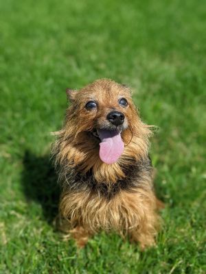 Dogs For Adoption Near Iowa City Ia Petfinder