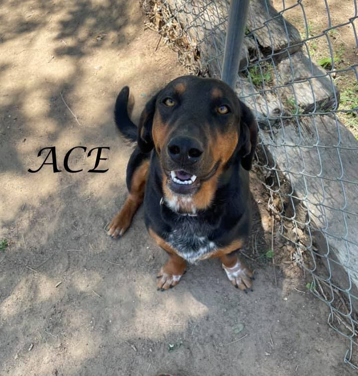 Dog For Adoption Ace A Basset Hound Rottweiler Mix In Windsor Co Petfinder