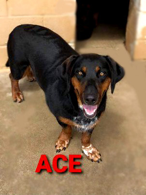 Dog For Adoption Ace A Basset Hound Rottweiler Mix In Windsor Co Petfinder