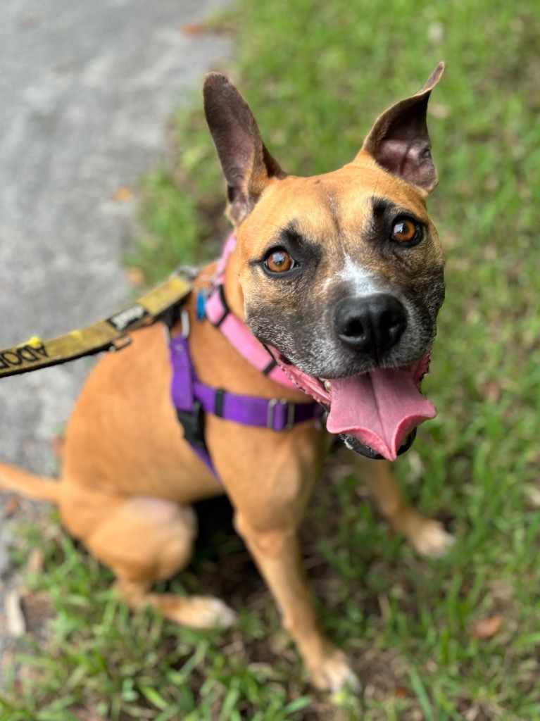 Sammy, an adoptable Boxer, Black Mouth Cur in Fort Lauderdale, FL, 33304 | Photo Image 1