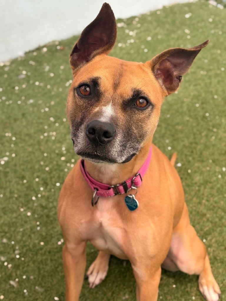 Sammy, an adoptable Boxer, Black Mouth Cur in Fort Lauderdale, FL, 33304 | Photo Image 1