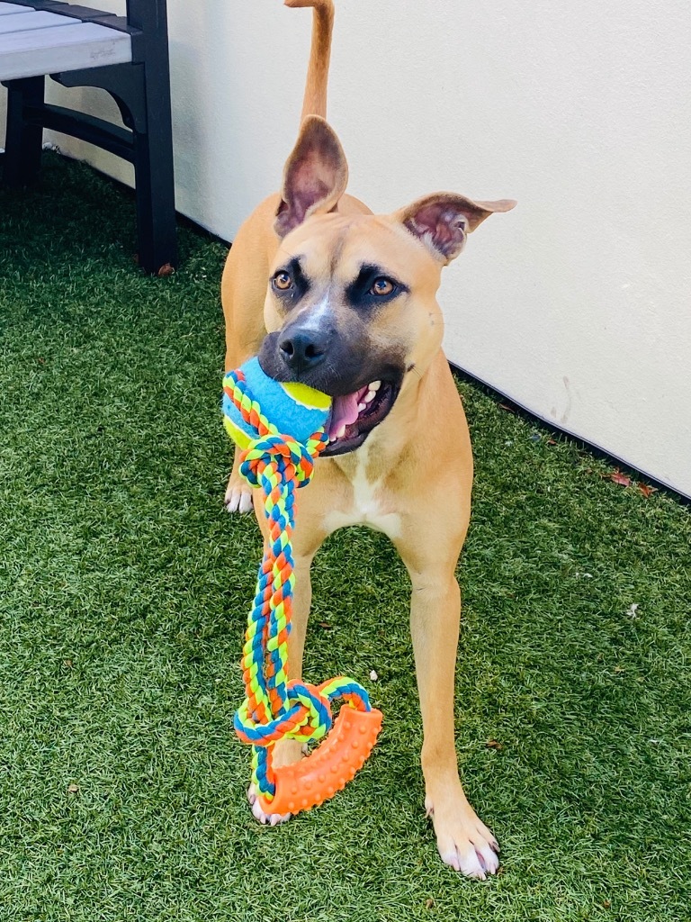 Sammy, an adoptable Boxer, Black Mouth Cur in Fort Lauderdale, FL, 33304 | Photo Image 2