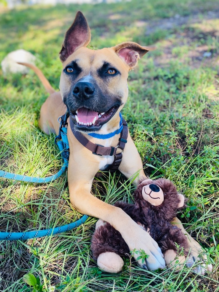 Sammy, an adoptable Boxer, Black Mouth Cur in Fort Lauderdale, FL, 33304 | Photo Image 3