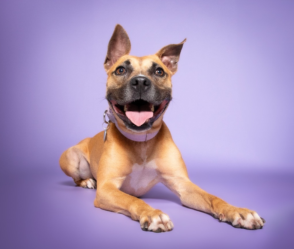 Sammy, an adoptable Boxer, Black Mouth Cur in Fort Lauderdale, FL, 33304 | Photo Image 3