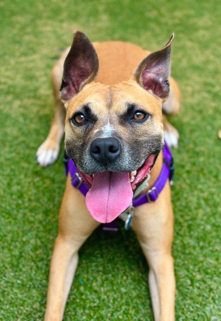Sammy, an adoptable Boxer, Black Mouth Cur in Fort Lauderdale, FL, 33304 | Photo Image 4